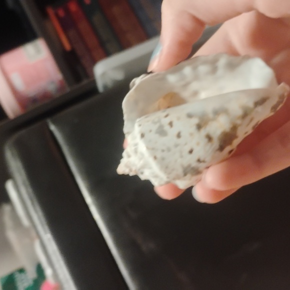 Seashell - Picture 3 of 3